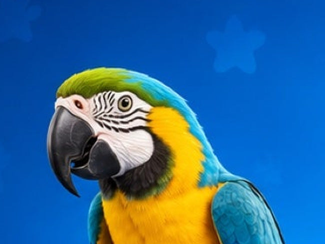 Blue-and-gold macaw perched, head turned to the camera