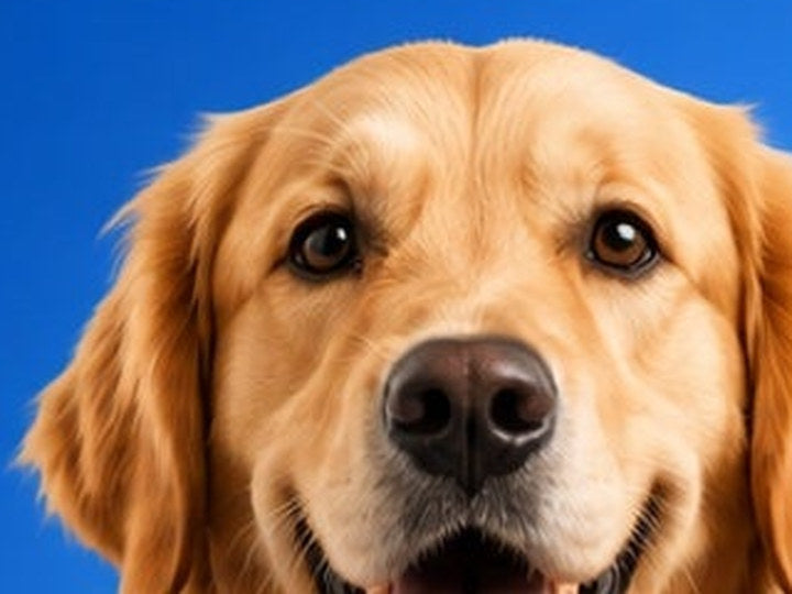 Golden retriever portrait