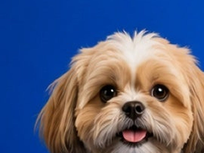 Shih tzu portrait against a blue background