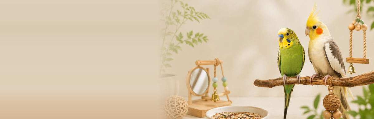Budgie and cockatiel perched together with bird toys and a seed bowl