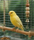Yellow canary perched on a natural wood bird perch stand beside a beaded rope toy