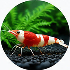 Aquatic Pets