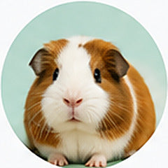 Guinea Pigs