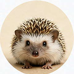 Hedgehogs