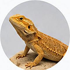 Lizards