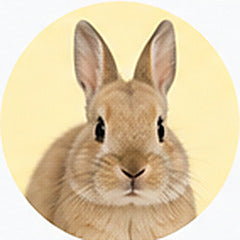 Rabbits