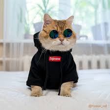 Cat Apparel