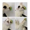 Avocado Cat Mint Multifunctional Catnip Toy 360 Rotating Self-healing Artifact Pet Supplies - Image 4