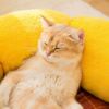 New Cat Nest Mat Pet Bed - Image 3